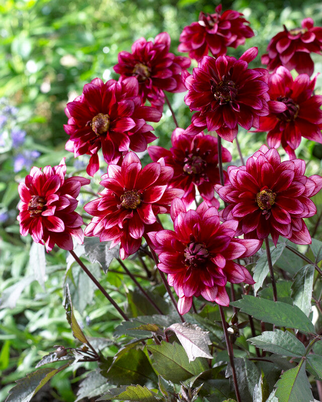 Dahlia Darkarin